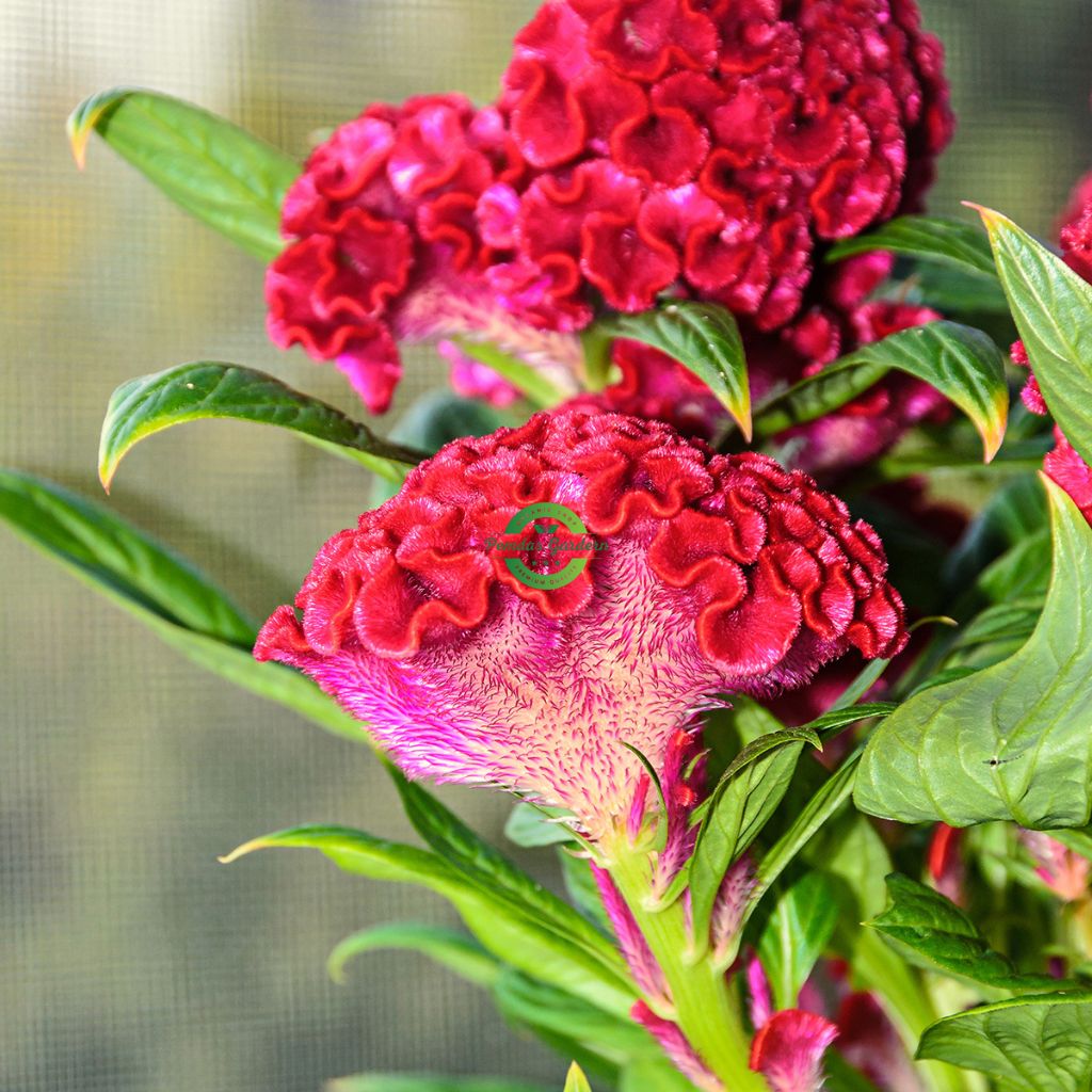 Exotic Varieties