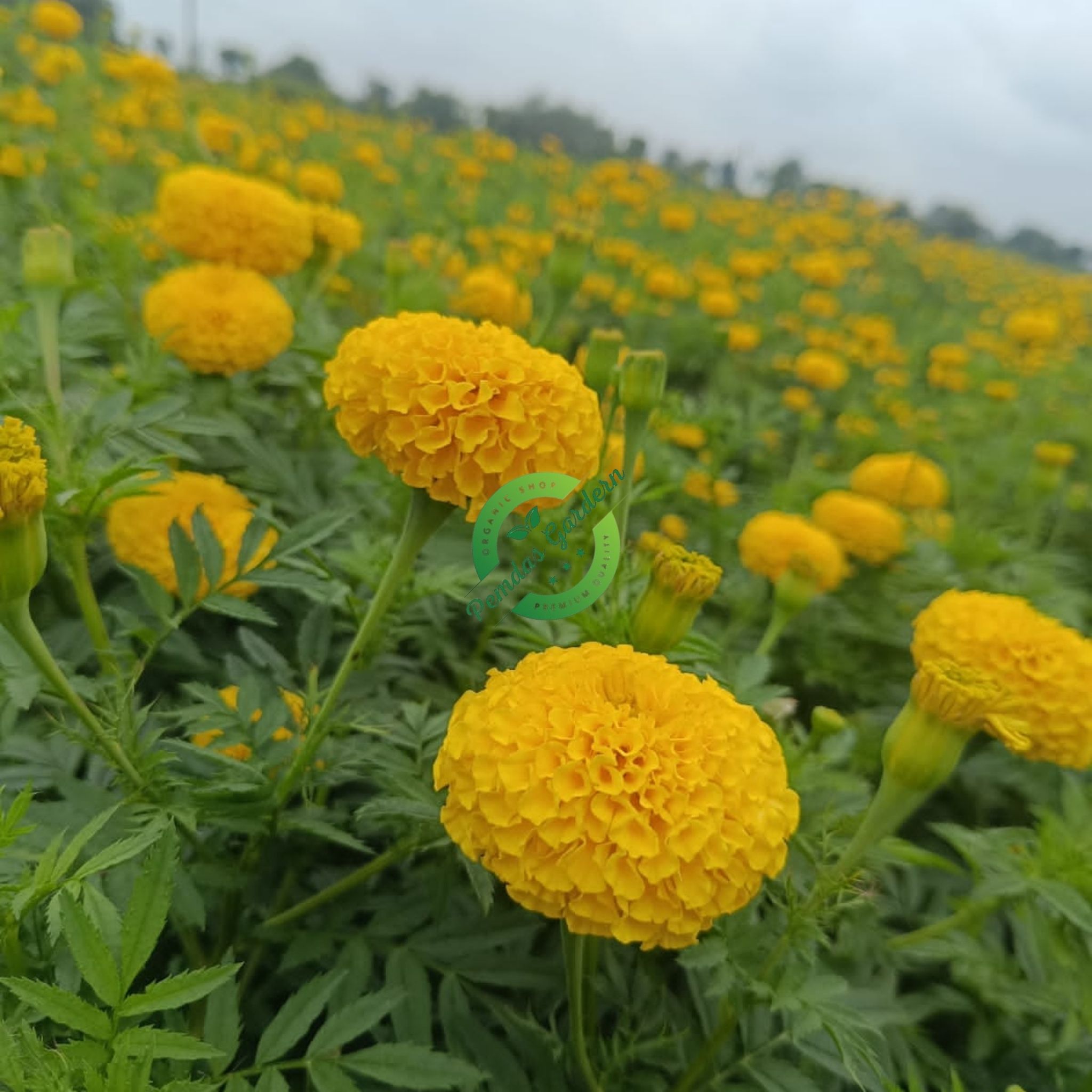 Hybrid Marigold
