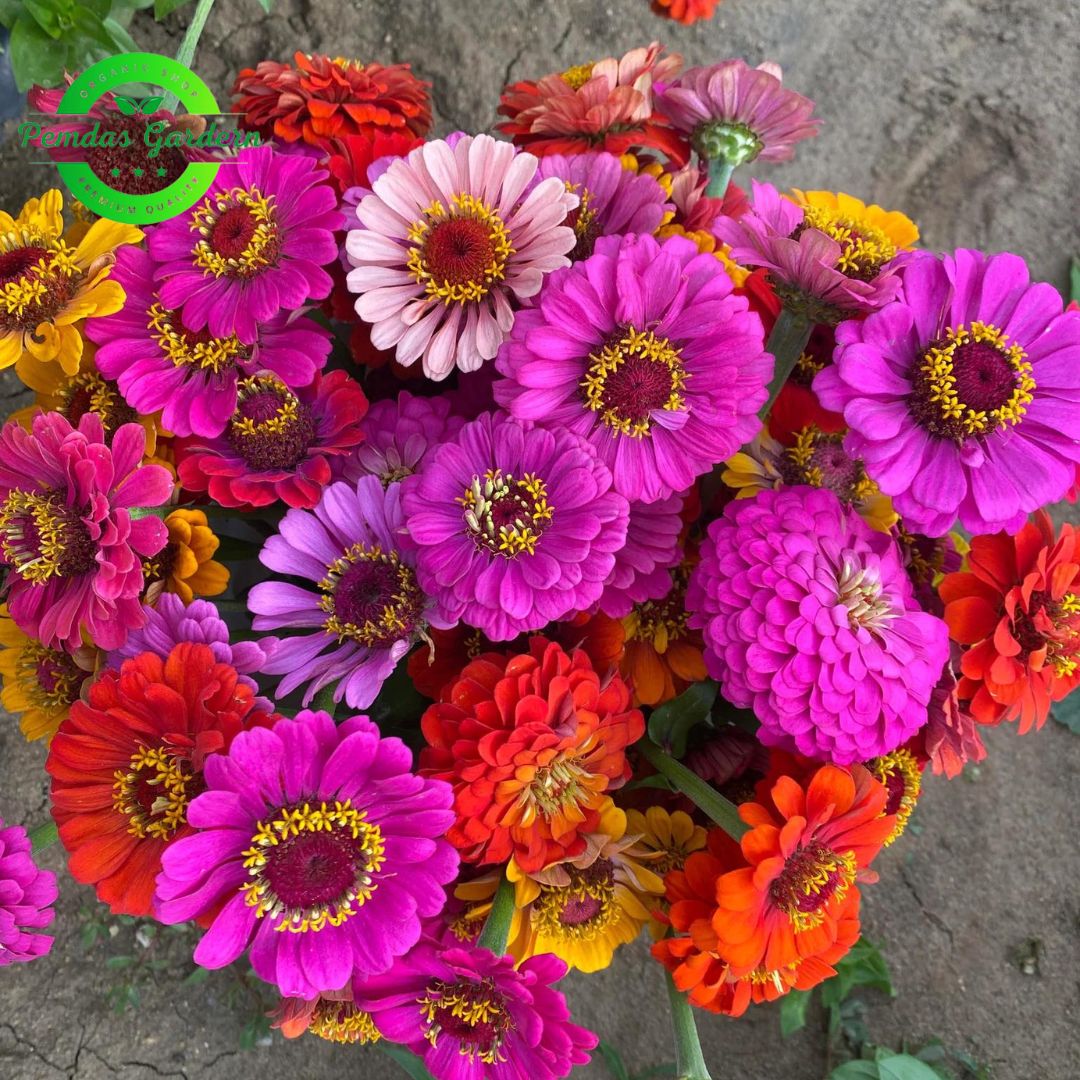 Premium Zinnias