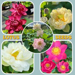 premium dwarf lotus seeds 25 seeds exotic water garden kit (5 mixed colors)