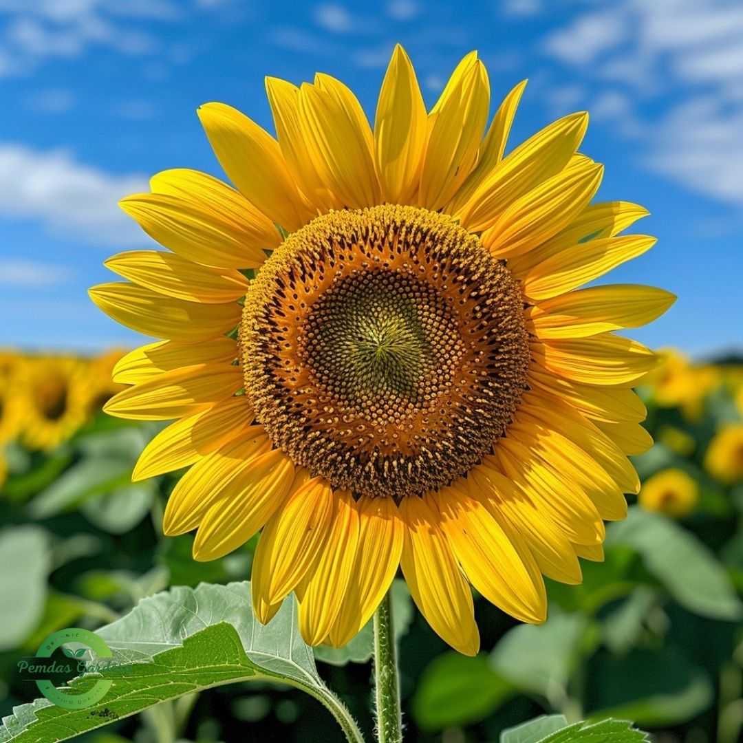 premium yellow sunflower seeds giant sunny blooms (25+ seeds pack) premium yellow sunflower seeds giant sunny blooms (25+ seeds pack)