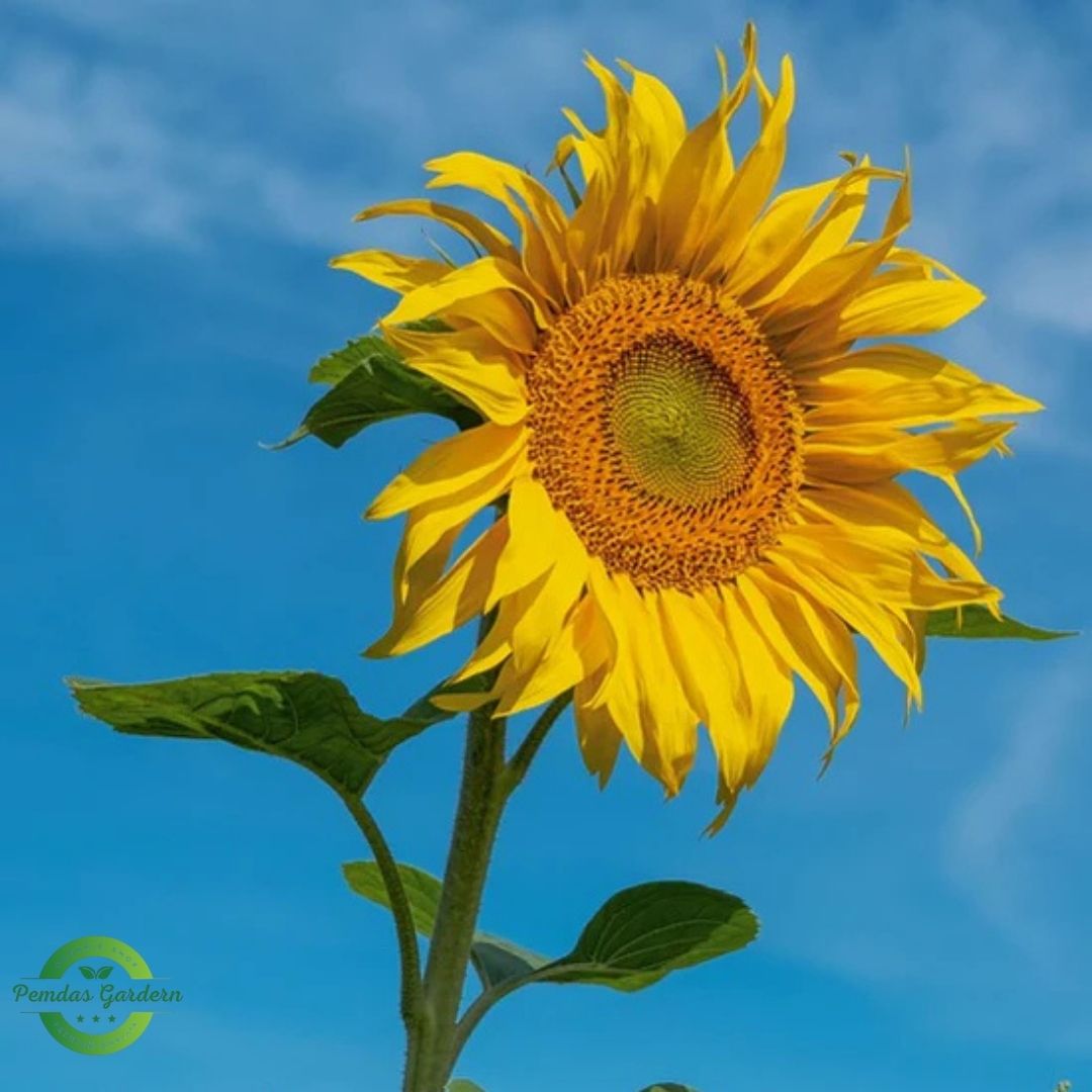 premium yellow sunflower seeds giant sunny blooms (25+ seeds pack) premium yellow sunflower seeds giant sunny blooms (25+ seeds pack)