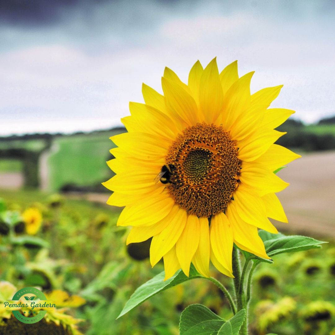 premium yellow sunflower seeds giant sunny blooms (25+ seeds pack) premium yellow sunflower seeds giant sunny blooms (25+ seeds pack)