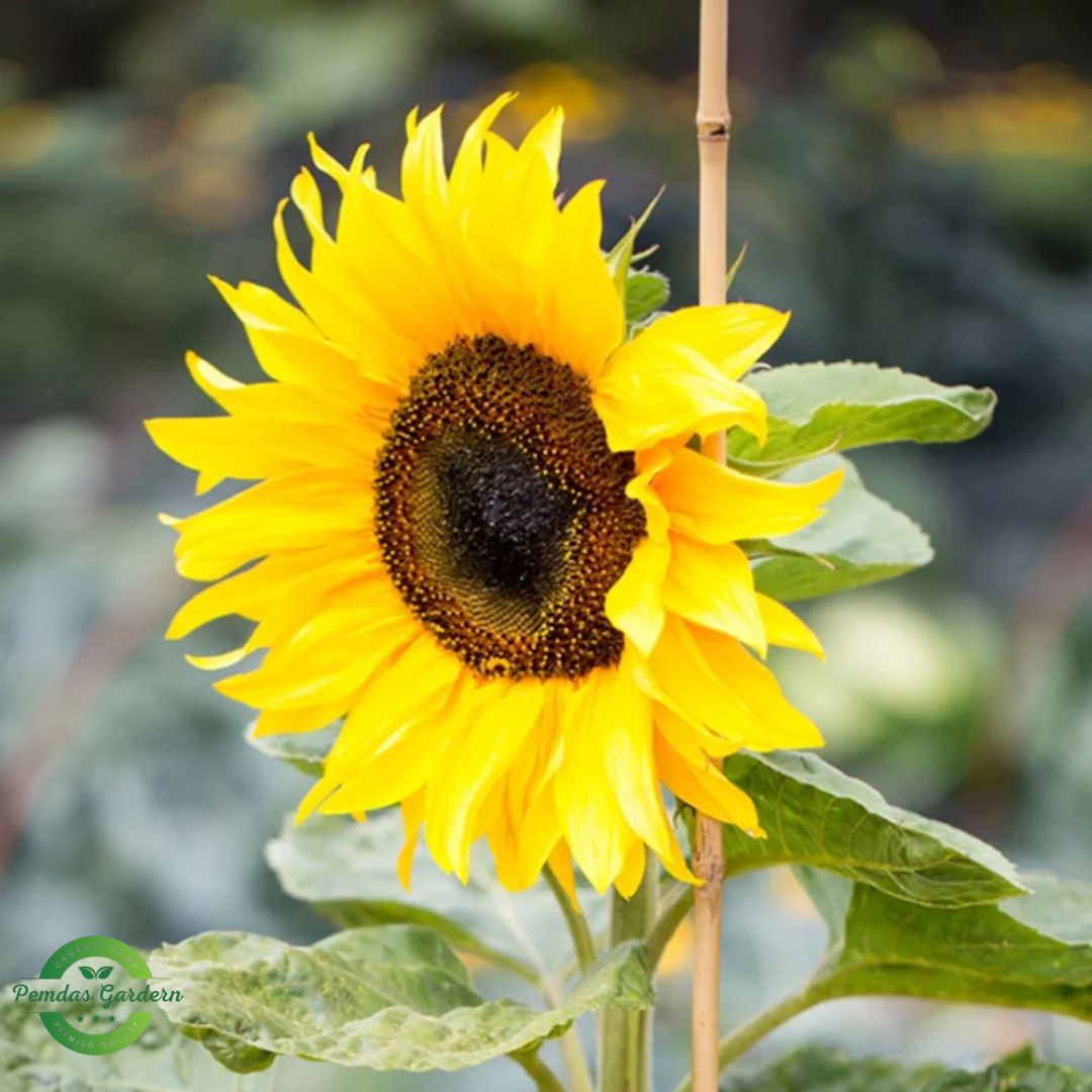 premium yellow sunflower seeds giant sunny blooms (25+ seeds pack) premium yellow sunflower seeds giant sunny blooms (25+ seeds pack)