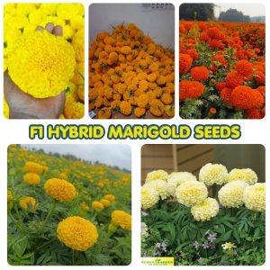 f1 hybrid marigold seeds giant mix colors (50+ seeds pack)