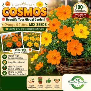 premium cosmos seeds orange & yellow mix (100+ seeds)